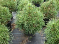 Pinus sylvestris ‘Green Penguin’ – Dwarf Green Penguin Pine