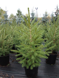 Picea abies - Norway Spruce