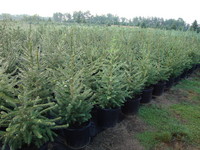 Picea abies - Norway Spruce