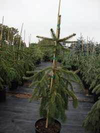 Picea abies 'Pendula' - Weeping Norway Spruce