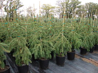 Picea abies 'Pendula' - Weeping Norway Spruce