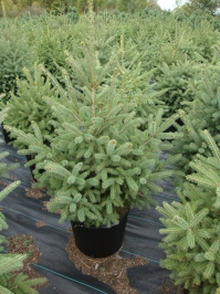 Picea glauca - White Spruce