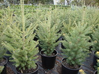 Picea glauca - White Spruce