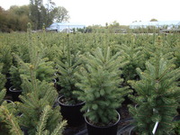 Picea glauca 'Densata' - Black Hills Spruce