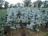 Picea pungens 'Hoopsii' - Hoop's Blue Spruce