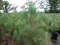 Pinus ponderosa - Ponderosa Pine