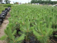 Pinus resinosa - Red or Norway Pine