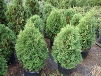 Thuja occidentalis 'Holmstrup' - Holmstrup Arborvitae