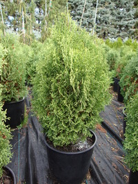 Thuja occidentalis 'Holmstrup' - Holmstrup Arborvitae