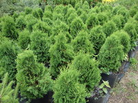 Thuja occidentalis 'Holmstrup' - Holmstrup Arborvitae