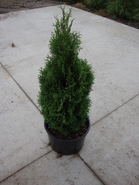 Thuja occidentalis 'Holmstrup' - Holmstrup Arborvitae