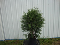 Thuja occidentalis 'Techny' - Techny Arborvitae