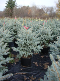 Picea pungens 'Fat Albert' - Fat Albert Spruce