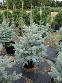 Picea pungens 'Fat Albert' - Fat Albert Spruce