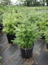 Abies balsamea - Balsam Fir