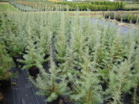 Larix laricina - American Larch or Tamarack